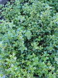 Thyme - Variegated Lemon Thyme