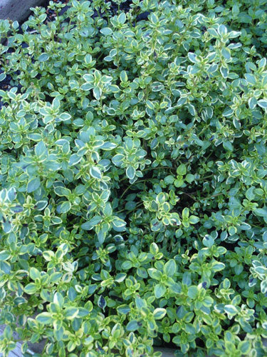 Thyme - Variegated Lemon Thyme