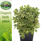 Oregano - Variegated Oregano