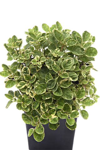 Oregano - Variegated Oregano