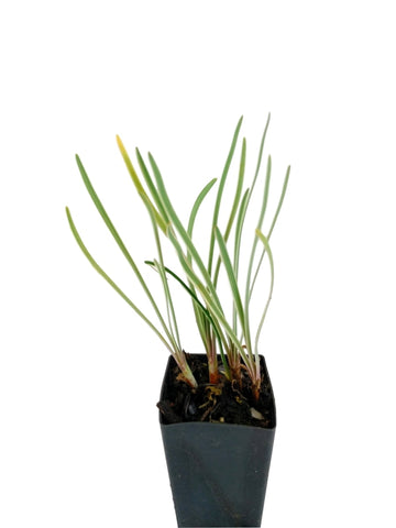 Society Garlic - Variegated