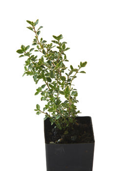 Thyme - Variegated Lemon Thyme