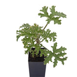Scented Geranium Variegated Mint Rose