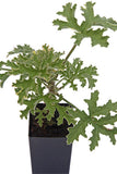 Scented Geranium Variegated Mint Rose