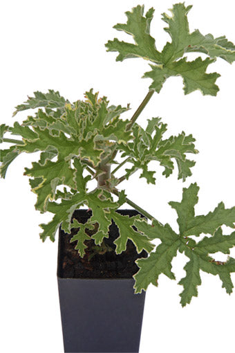 Scented Geranium Variegated Mint Rose