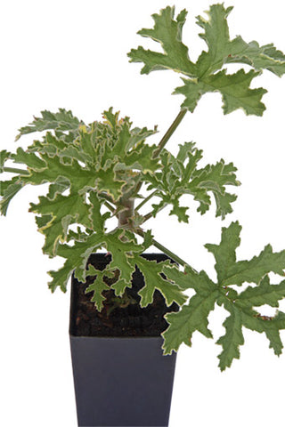 Scented Geranium Variegated Mint Rose