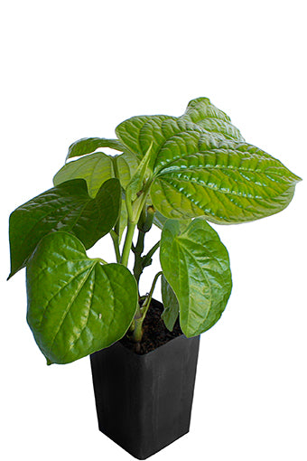 Vegetable Pepper / Betel Leaves