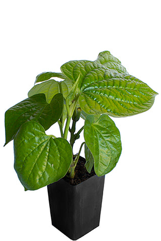 Vegetable Pepper / Betel Leaves
