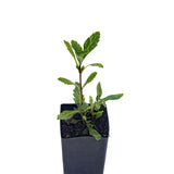 Vervain