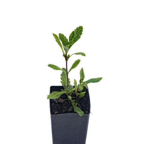 Vervain