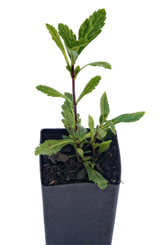 Vervain