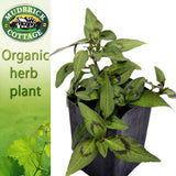 Mint - Vietnamese Mint