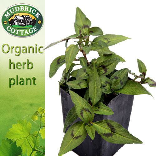 Mint - Vietnamese Mint