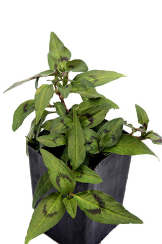 Mint - Vietnamese Mint