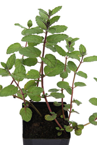 Mint - White Peppermint