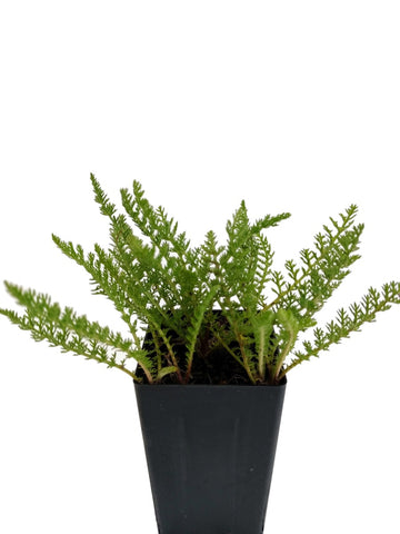 Yarrow White