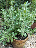 Salvia apiana 'White Sage'