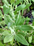 Salvia apiana 'White Sage'