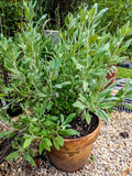 Salvia apiana 'White Sage'