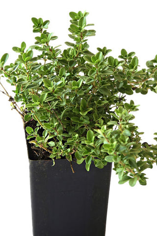 Thyme - Wild Thyme