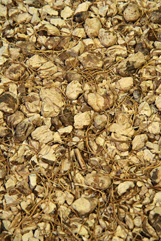 Wild Yam