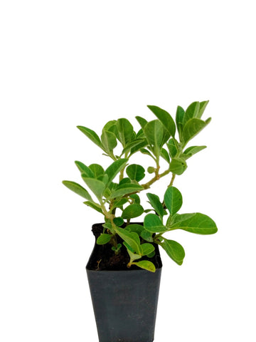Withania/Indian Ginseng