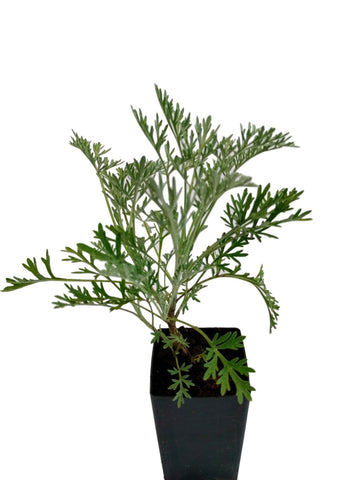 Wormwood Powis Castle
