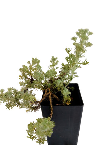 Wormwood Wooly