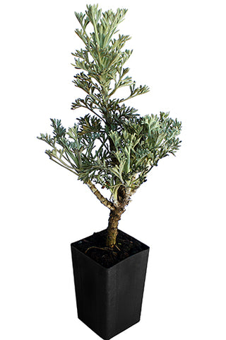 Wormwood Frigida