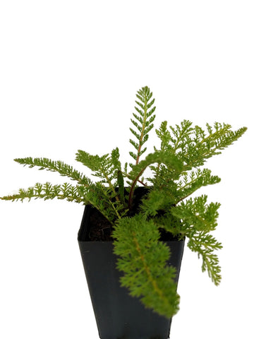 Yarrow Red