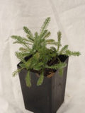 Yarrow Wooly